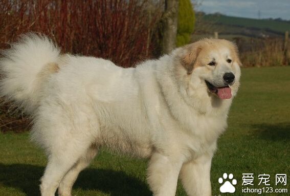 大白熊犬训练 循序渐进由简入繁因犬制宜