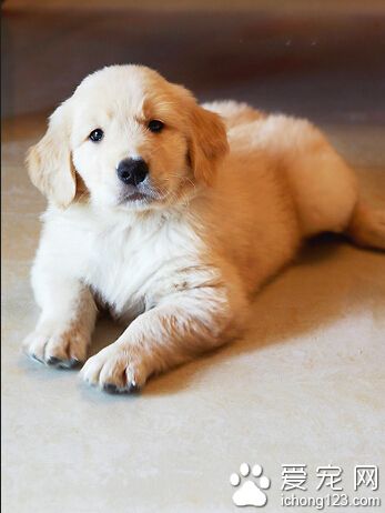 训练狗狗的基本动作 让狗狗发挥更好的天性