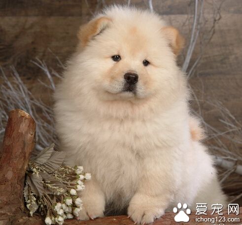 狗狗大小便的训练 奖励惩罚要及时