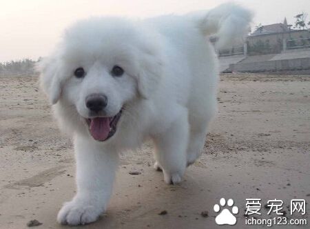 大白熊犬会看家吗 国内很少用大白熊看家