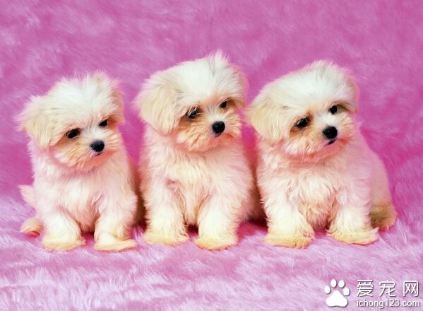 如何训练狗狗坐 进一步训练狗狗长时间坐着