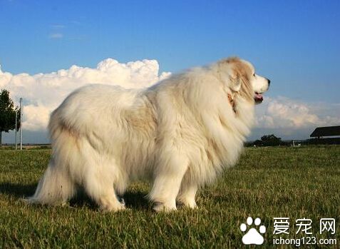 大白熊犬多少钱一只 个体之间仍存在差别