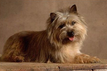 凯安梗多少钱 有血统品相好价格更高