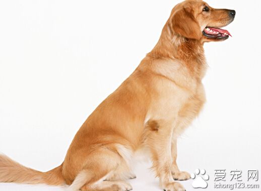 狗狗身上有螨虫 狗对螨虫比较敏感