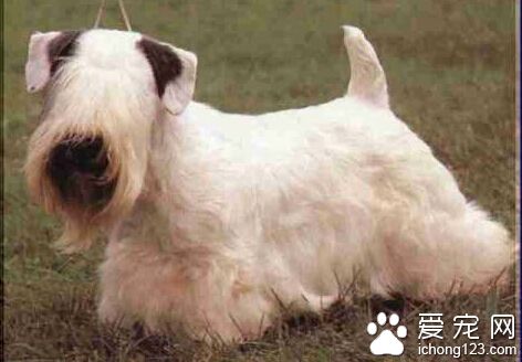 西里汉梗多少钱 由人改良产生的犬种