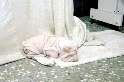 沙皮狗喜欢吃什么 每次的喂食量也不要过多