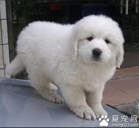 如何训练大白熊犬 首先要培养它的顺从意识