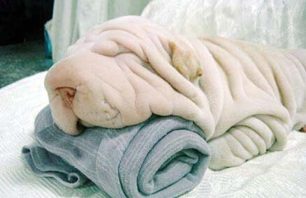 白色沙皮狗多少钱 不同的城市售价有差别