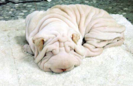 沙皮狗怎么样 沙皮狗喜欢安静的环境