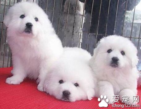 大白熊犬看家吗 后天的训练是不可缺少的