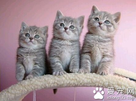 如何挑选英国短毛猫 健康的猫毛发应有光泽