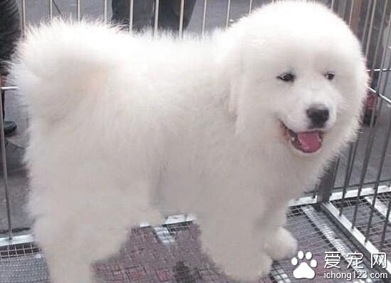 如何挑选大白熊 挑幼犬时一定要注意“两看”