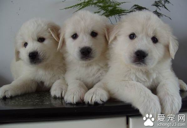 大白熊犬护主吗 会为了自己的主人挺身而出