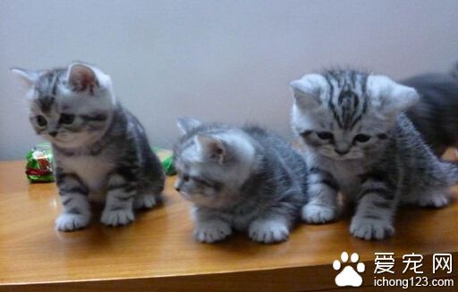 英国短毛猫有什么颜色 你能明白猫的颜色吗