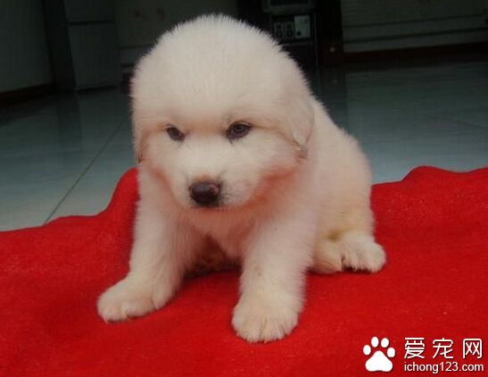 大白熊得病 日常消毒工作不容忽视