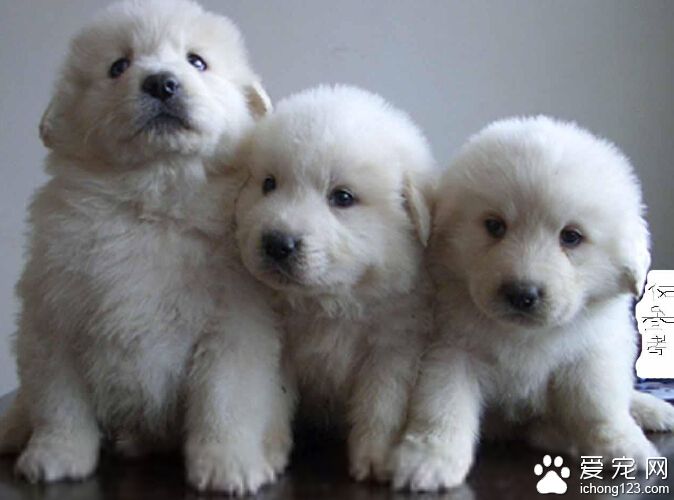 大白熊咳嗽 带狗狗去看病前做好功课