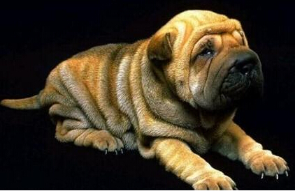 沙皮狗是哪个国家的 它的历史可以追溯到汉朝