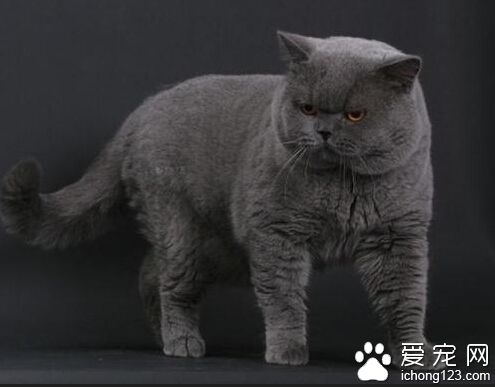英国短毛猫寿命 主人的养护使其寿命延长