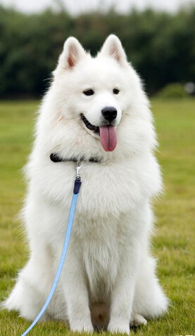 狗狗身上有壁虱 预防工作很重要