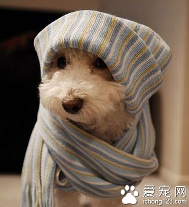 狗身上有皮癣 狗狗生活环境需要消毒