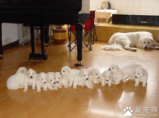 大白熊犬凶不凶 有很强的护主心理