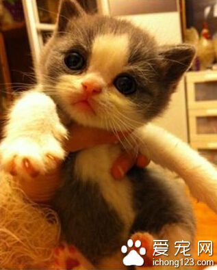 英国短毛猫有什么颜色 你能明白猫的颜色吗