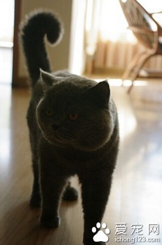 英国短毛猫有什么颜色 你能明白猫的颜色吗