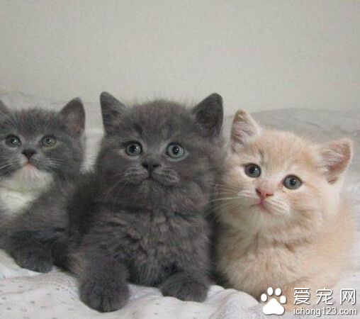 一岁宝宝脖子上戴了一串“红项链” 这是一只英国短毛猫亲出来的