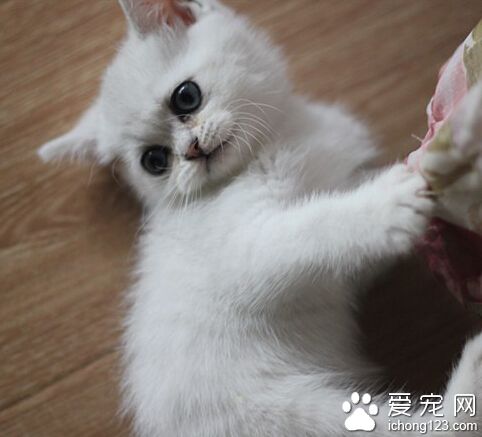 英国短毛猫眼睛颜色 被毛色不同眼睛色不同