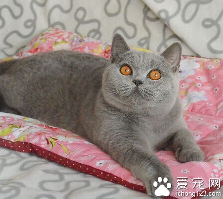 英国短毛猫眼睛颜色 被毛色不同眼睛色不同