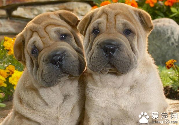 沙皮狗好养吗 能够耐得住寂寞还能看家护院