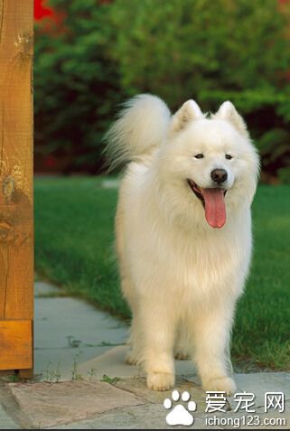 狗狗肠炎吃什么 细小病毒分肠炎型和心肌炎型