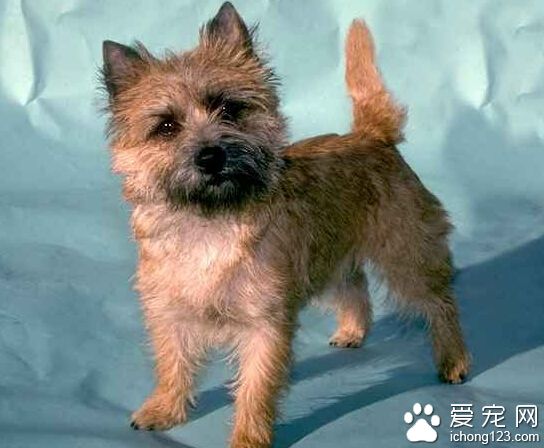 凯安梗哪里卖 宠物店可能比较难找到