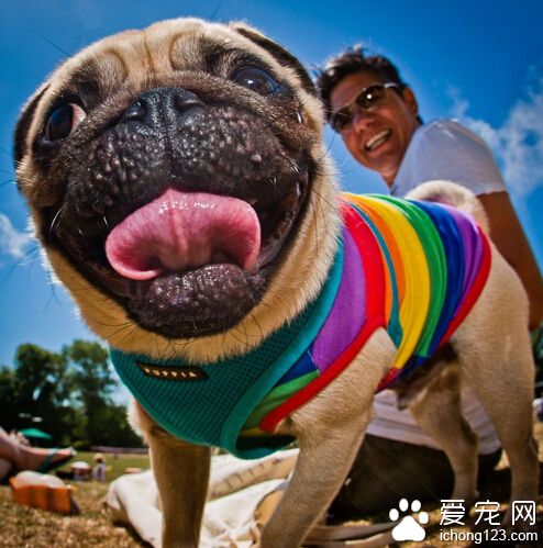 狗狗驱虫多少钱一次 家长应该按时驱虫