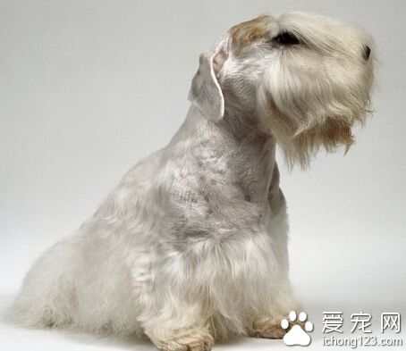 西里汉梗哪里卖 善于捕猎的家庭犬