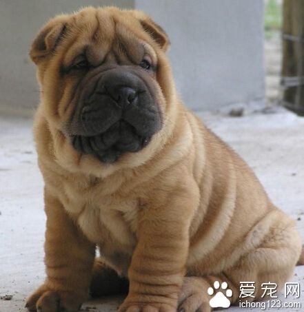 小沙皮狗多少钱 会把全部的爱都投入到家庭里去