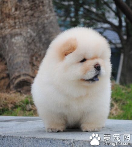 狗身上有没有禽流感 禽流感是飞禽类的疾病