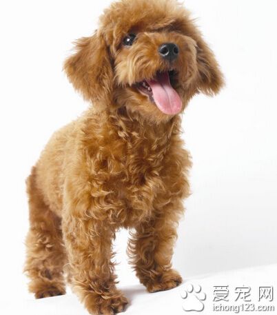 狗身上有皮肤病 狗狗真菌的处理