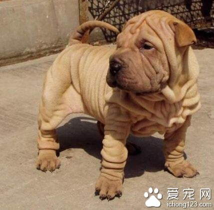 纯种沙皮狗多少钱一只 纯种和家庭犬差价大