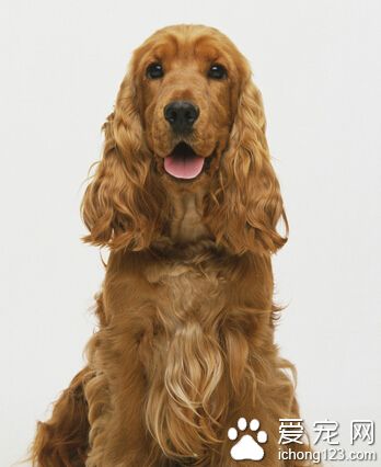 狗身上有味怎么办 洗澡太频繁会致皮肤病