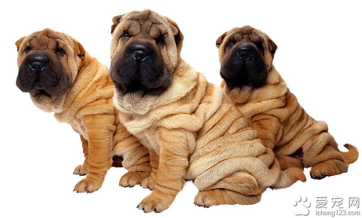 沙皮狗有毛吗 浑身都是密实却很短的被毛