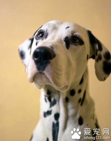 为什么狗怕太阳光呢 狂犬病早期也会怕光