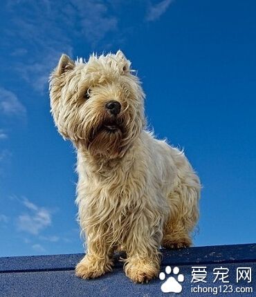 凯安梗的喂食要点 需要足量且乾净的水