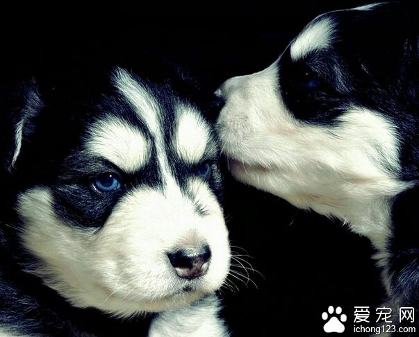 上班族怎么养狗 生活会充满很多乐趣