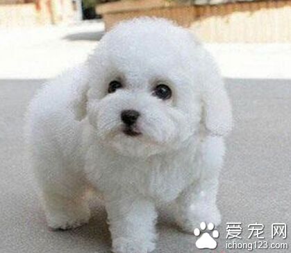 为什么小狗一直叫 幼犬一直叫可能反映了些情绪