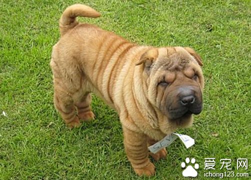 沙皮狗的寿命 沙皮狗的寿命平均已达10年