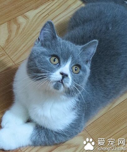 如何鉴别英国短毛猫 区分英短和美短