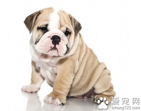 沙皮狗最大有多大 最高身高可以达到60厘米左右