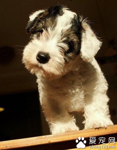 西里汉梗怎么选 选择一只健康的西里汉梗