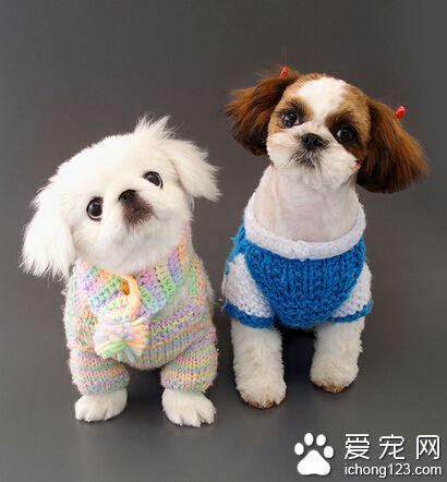 为什么狗怕人 是狗狗缺少社会化的表现